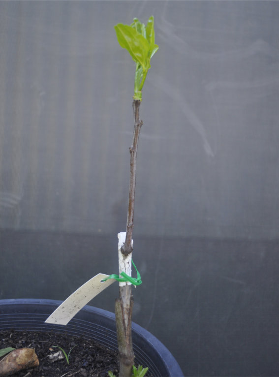 Photo Journal of a Young Jujube Tree Coming Out of Dormancy