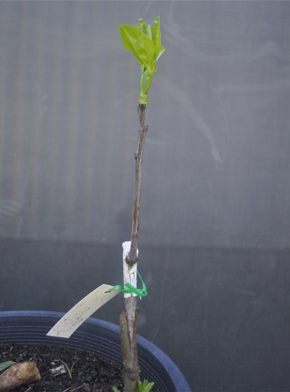Jujube tree coming out of dormancy, Day 32 Photo Journal of a Young Jujube Tree Coming Out of Dormancy