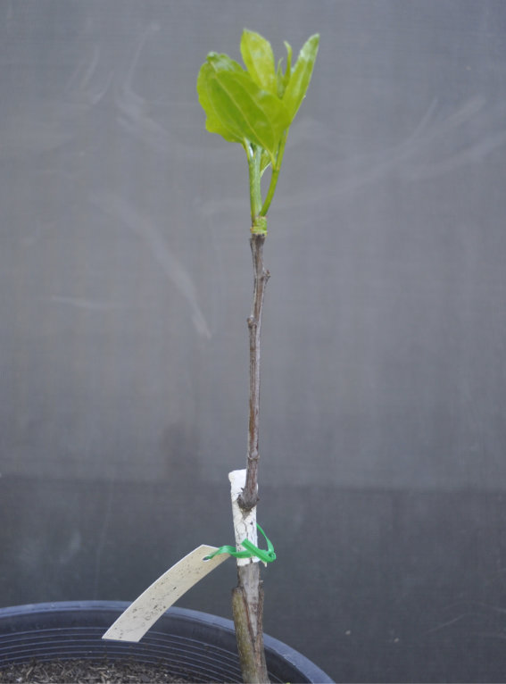 Photo Journal of a Young Jujube Tree Coming Out of Dormancy