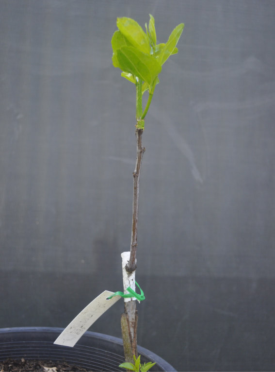 Photo Journal of a Young Jujube Tree Coming Out of Dormancy