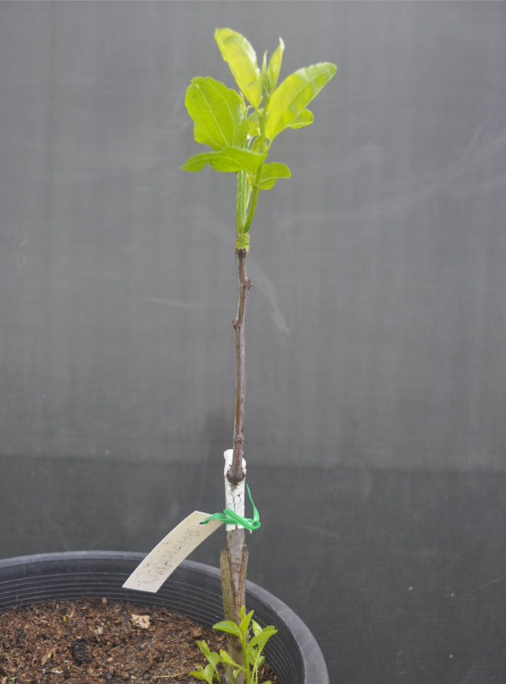 Photo Journal of a Young Jujube Tree Coming Out of Dormancy