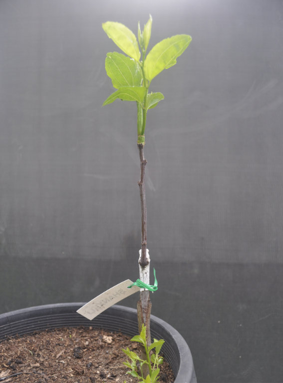 Photo Journal of a Young Jujube Tree Coming Out of Dormancy