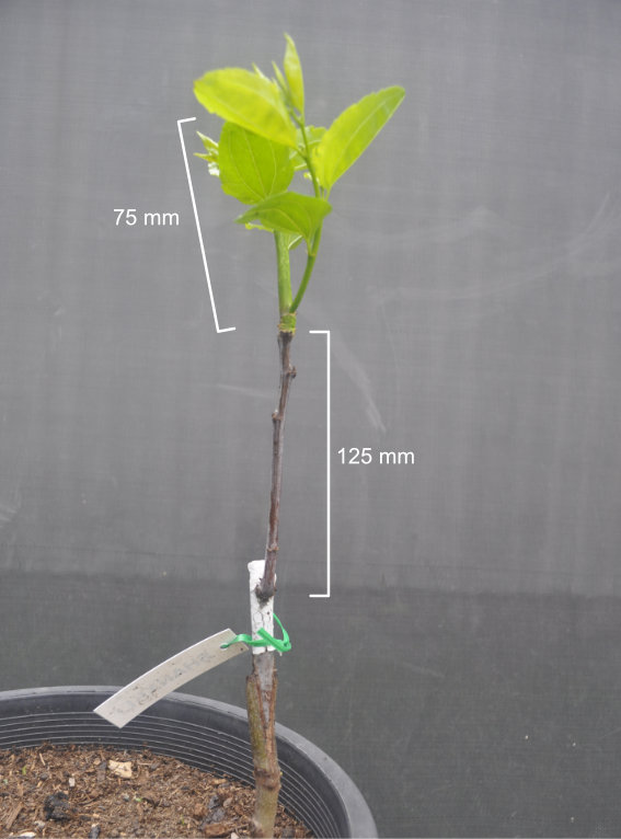 Length of growth by Day 39 Photo Journal of a Young Jujube Tree Coming Out of Dormancy