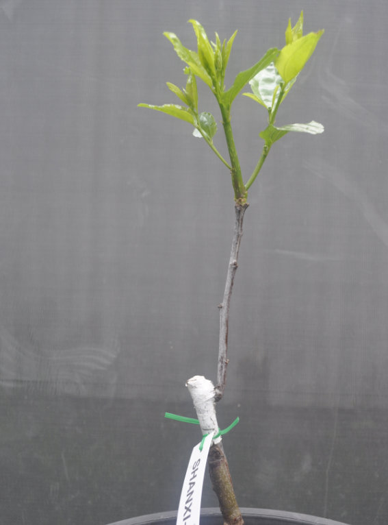 Length of growth by Day 39, from different viewpoint Photo Journal of a Young Jujube Tree Coming Out of Dormancy