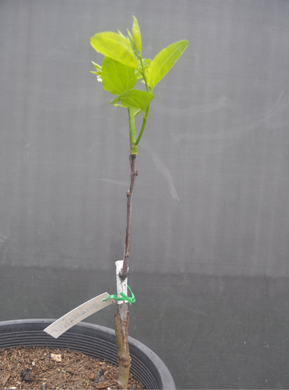 Photo Journal of a Young Jujube Tree Coming Out of Dormancy