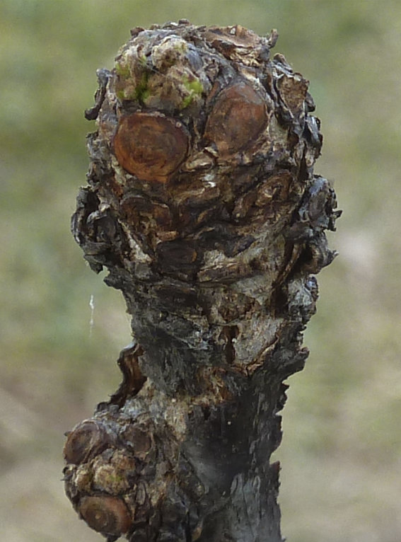 Photo Journal of Terminal Buds Coming to Life