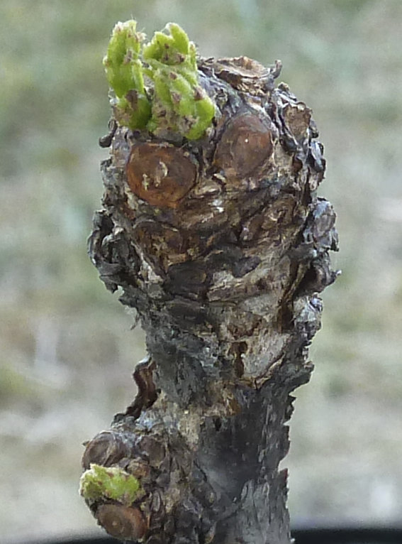 Photo Journal of Terminal Buds Coming to Life