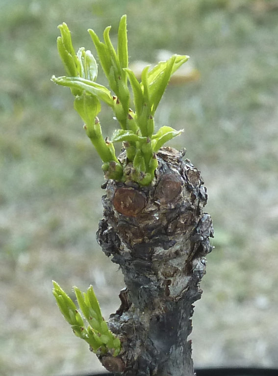 Photo Journal of Terminal Buds Coming to Life