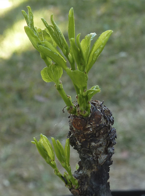 Photo Journal of Terminal Buds Coming to Life