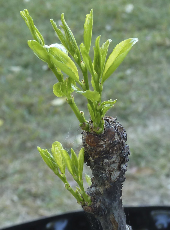 Photo Journal of Terminal Buds Coming to Life