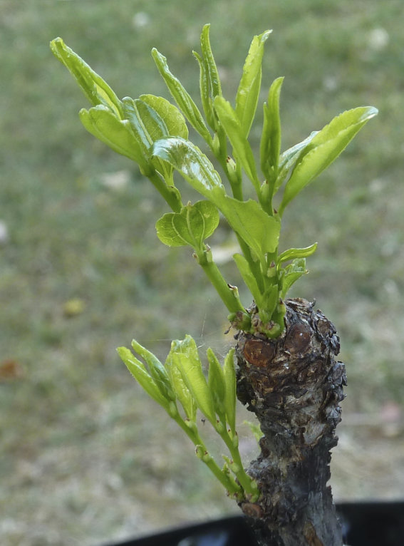 Photo Journal of Terminal Buds Coming to Life