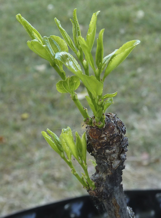 Photo Journal of Terminal Buds Coming to Life