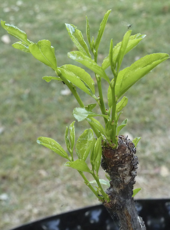 Photo Journal of Terminal Buds Coming to Life