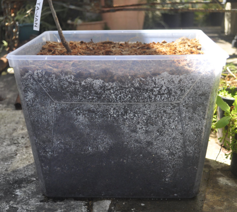 Ta-Jan planted in see-through 'pot', Day 0, 27th September 2020 Photo Journal: Roots Need Air!