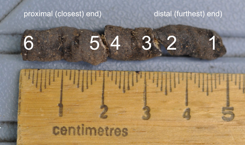 Segments along a length of root Photo Journal: Roots Need Air!
