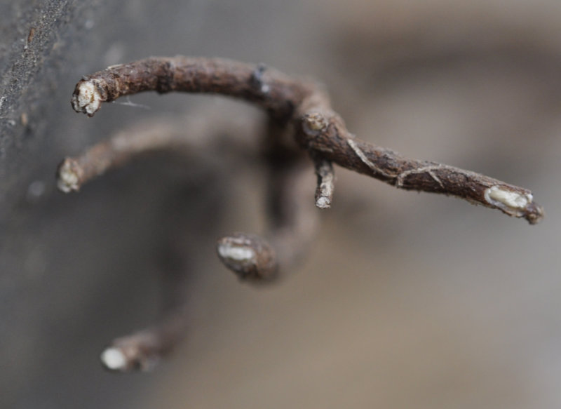 Healthy root tips Photo Journal: Roots Need Air!
