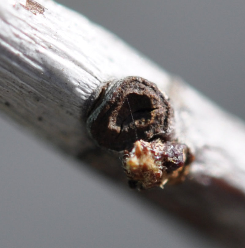 Ta-Jan bud Photo Journal: Roots Need Air!