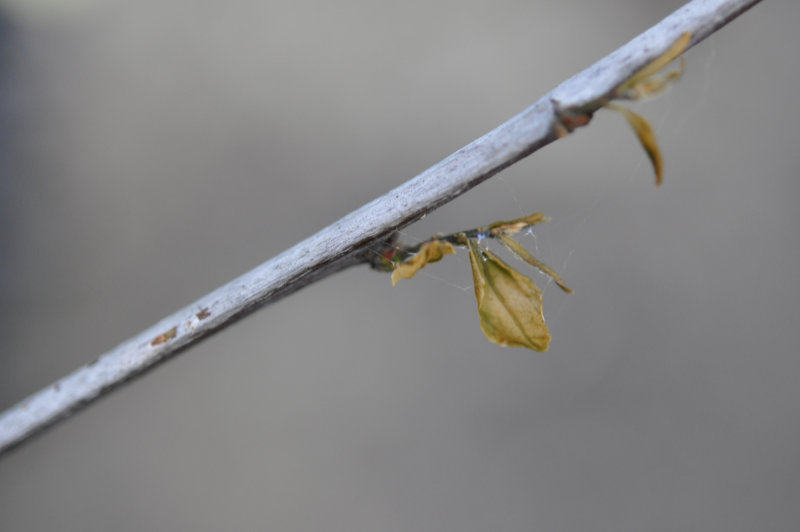 Photo Journal: Roots Need Air!