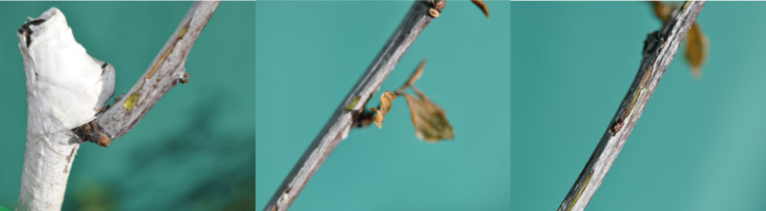 Green sap along a Ta-Jan trunk Photo Journal: Roots Need Air!