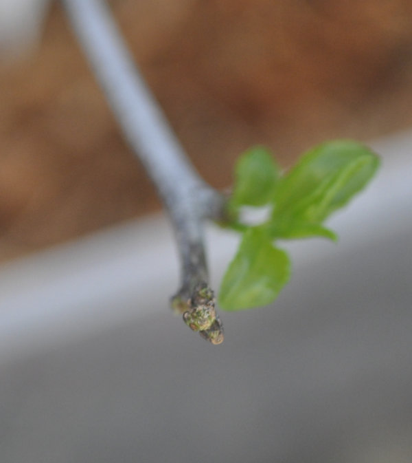 Ta-Jan tip, Day 0, 27th September 2020 Photo Journal: Roots Need Air!