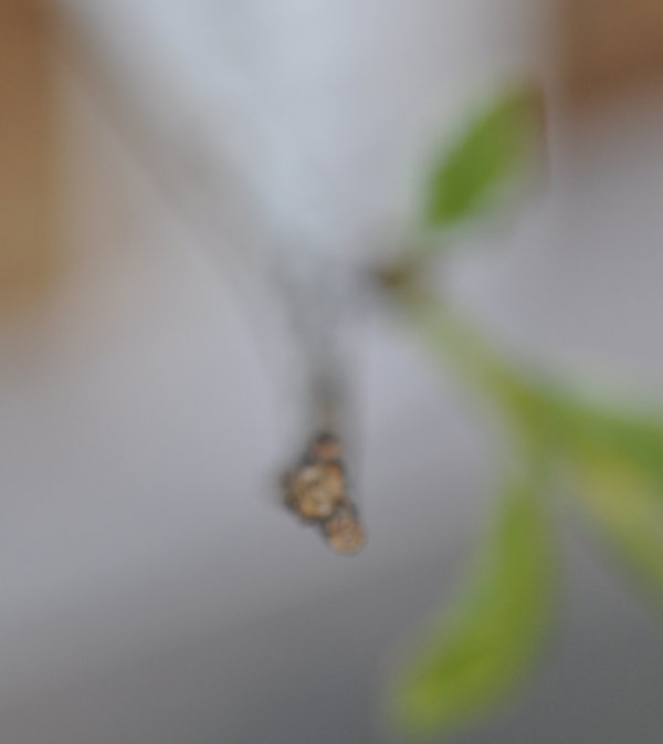 Ta-Jan tip, Day 41, 7th November 2020 Photo Journal: Roots Need Air!