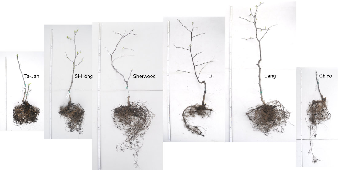 From left to right: bare-rooted Ta-Jan, Si-Hong, Sherwood, Li, Lang, and Chico Photo Journal: Transplant Shock