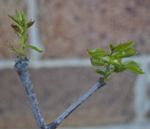 Lang leaves post-repotting Photo Journal: Transplant Shock