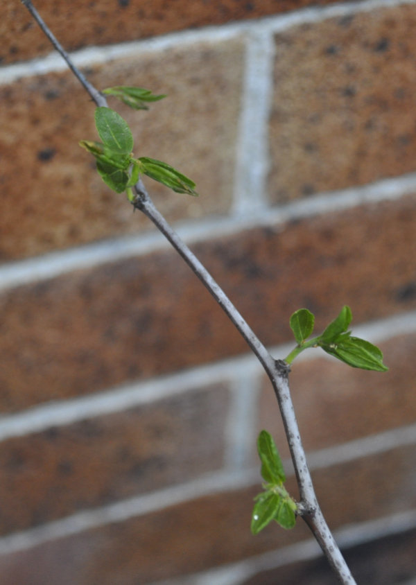 Li leaves post-repotting Photo Journal: Transplant Shock