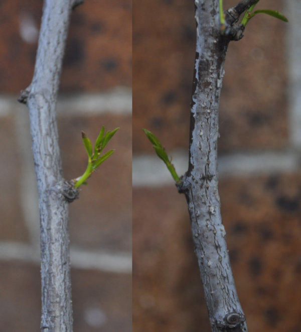 New growth along a Sherwood trunk Photo Journal: Transplant Shock