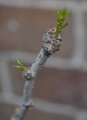 New growth along a Si-Hong trunk