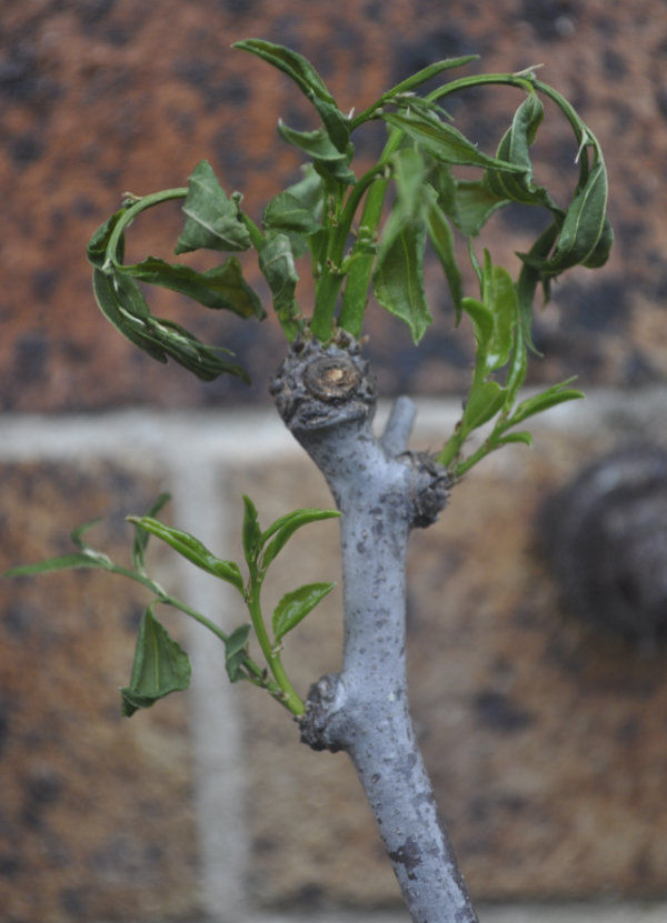 Unhealthy leaves on a Ta-Jan Photo Journal: Transplant Shock