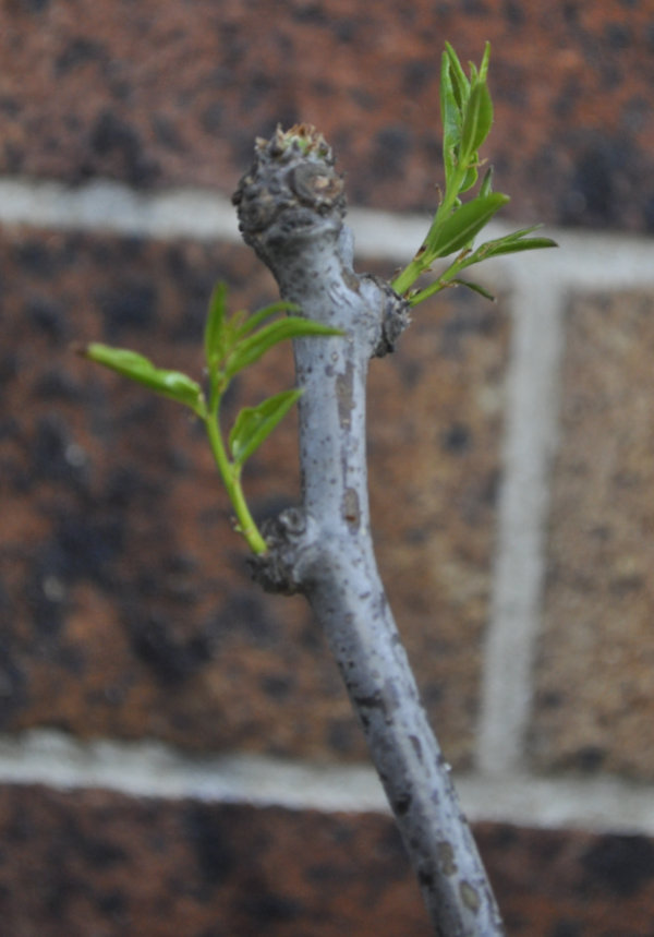 Ta-Jan trunk one after removal of dead leaves Photo Journal: Transplant Shock