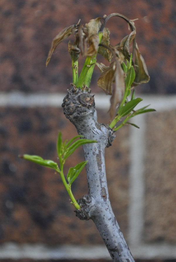Ta-Jan trunk one before removal of dead leaves Photo Journal: Transplant Shock