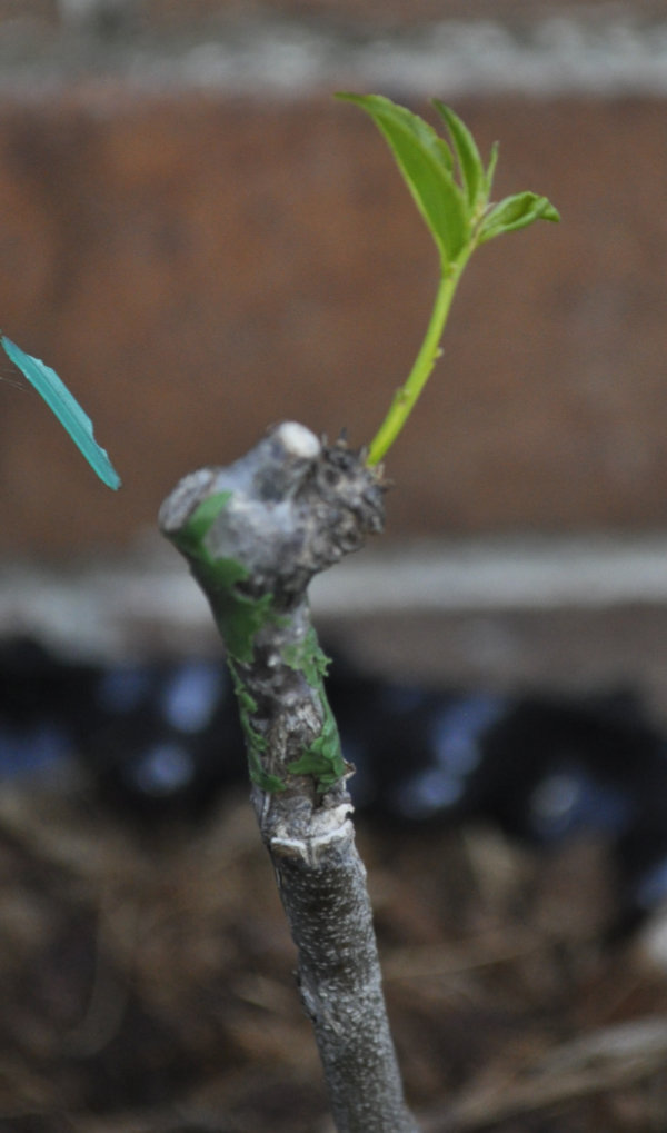 Ta-Jan trunk two after removal of dead leaves Photo Journal: Transplant Shock