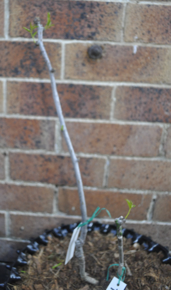 Two-trunk Ta-Jan Photo Journal: Transplant Shock