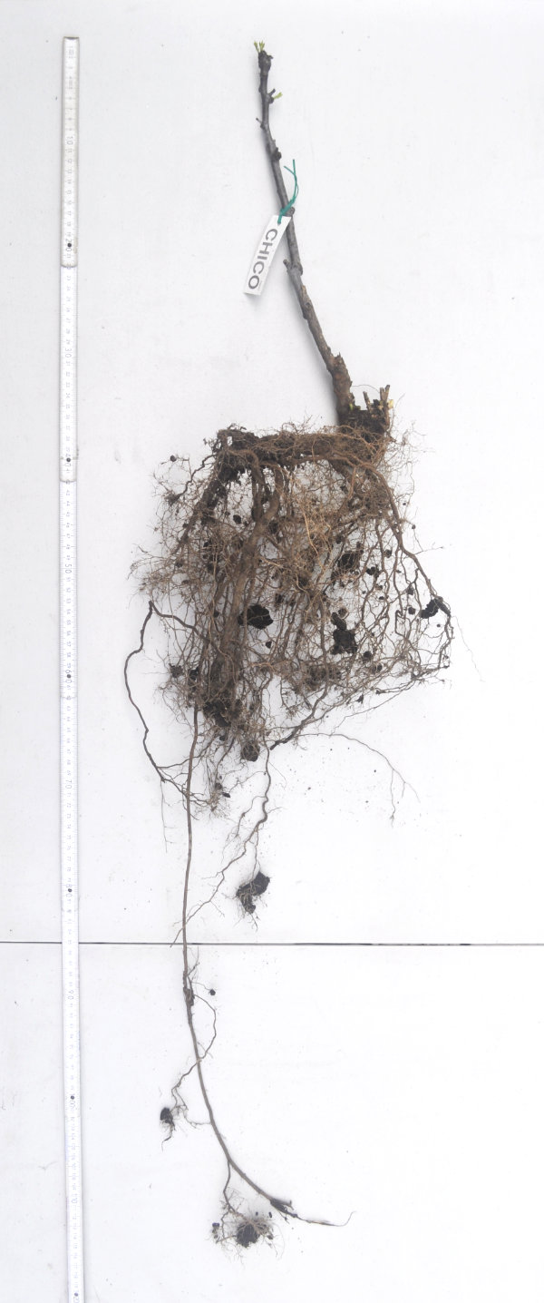 Older bare-rooted Chico jujube tree Photo Journal: Two Years of Root Growth