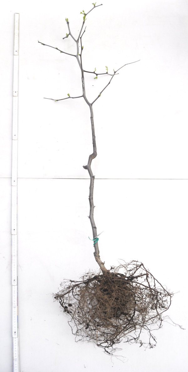 Older bare-rooted Lang jujube tree Photo Journal: Two Years of Root Growth