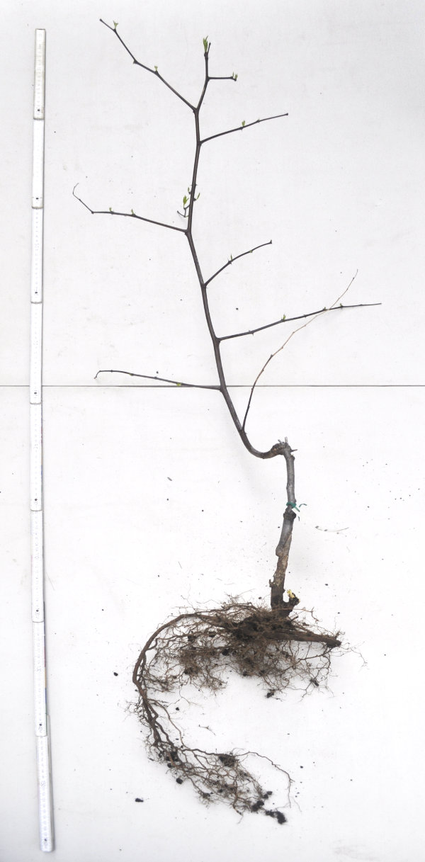 Older bare-rooted Li jujube tree Photo Journal: Two Years of Root Growth