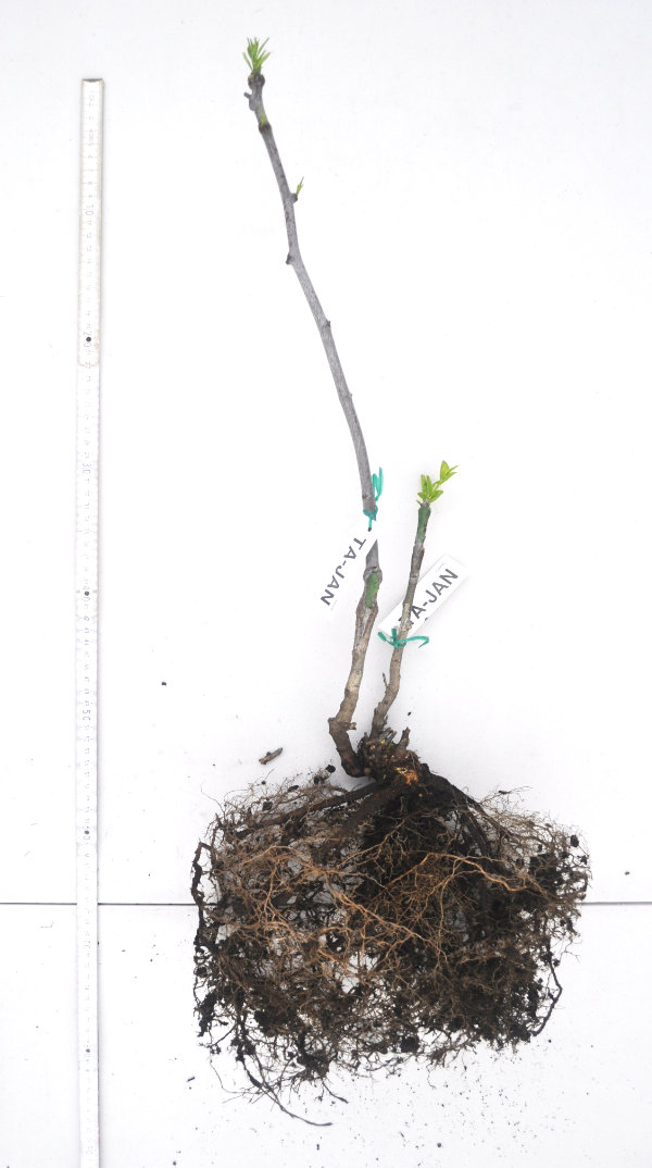 Older bare-rooted Ta-Jan jujube tree Photo Journal: Two Years of Root Growth