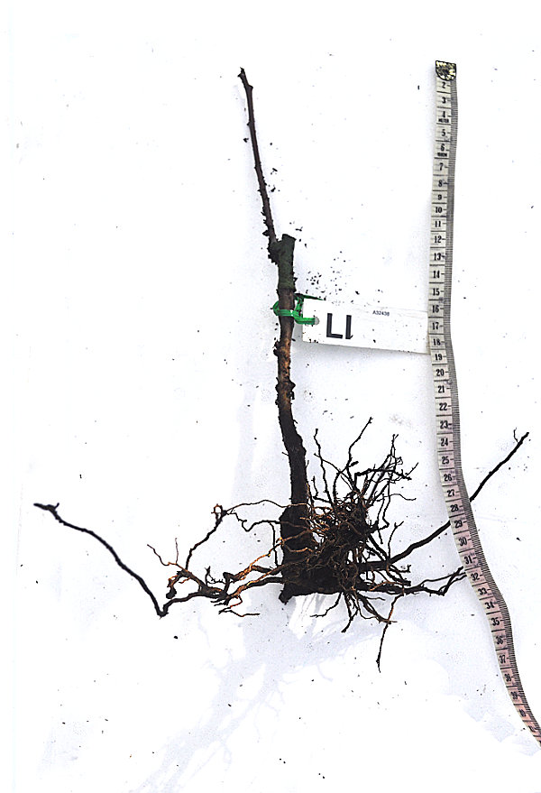 Young bare-rooted Li jujube tree Photo Journal: Two Years of Root Growth