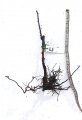 Young bare-rooted Li jujube tree