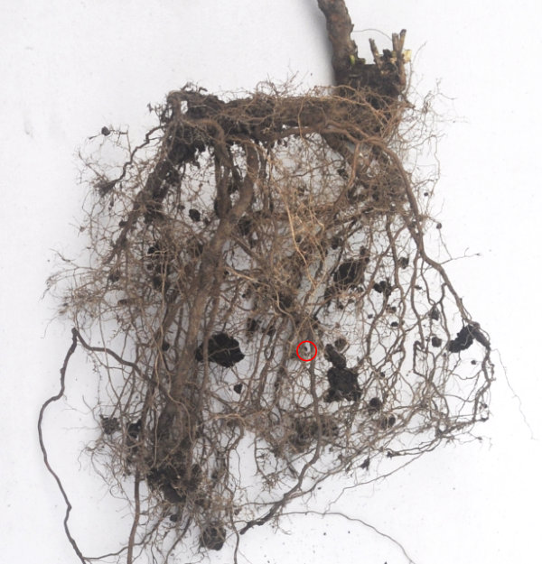 Rootstock roots Photo Journal: Two Years of Root Growth