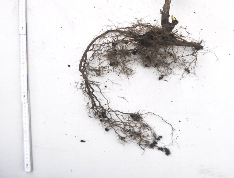 Close up of rootstock on Li after two years of growth Photo Journal: Two Years of Root Growth