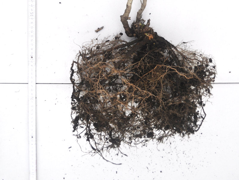Close up of rootstock on Ta-Jan after two years of growth Photo Journal: Two Years of Root Growth