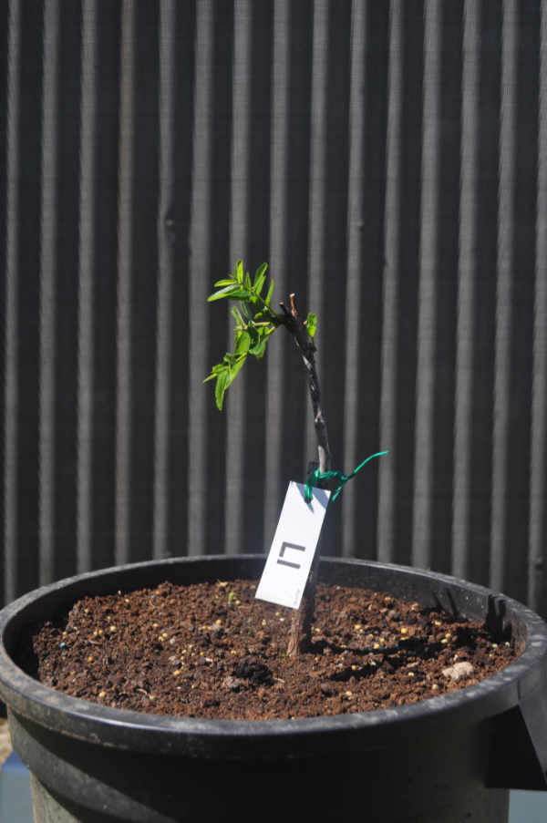 Young Li jujube tree Photo Journal: Two Years of Root Growth