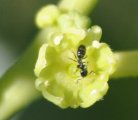Ant on jujube flower