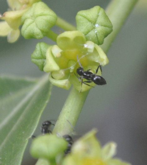 Pollinators