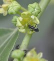 Ants on and near jujube flower