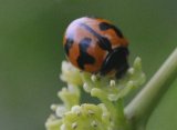 Transverse ladybird on jujube flower