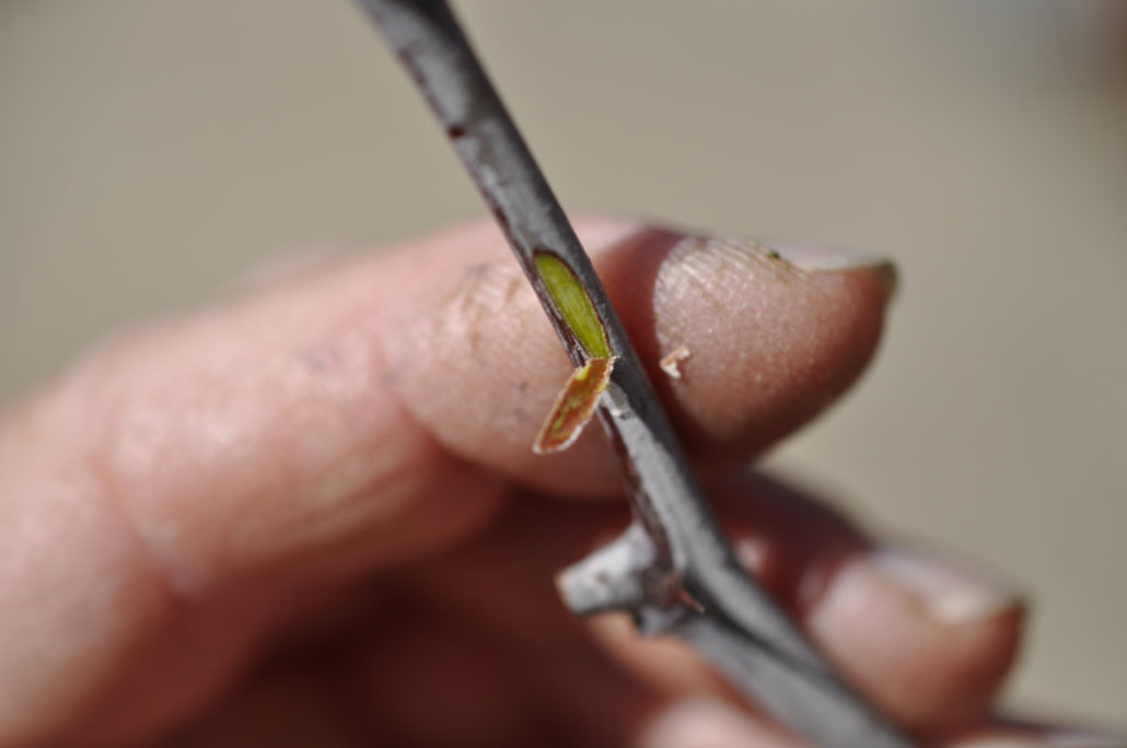 Signs a Jujube Tree is Awakening From Dormancy